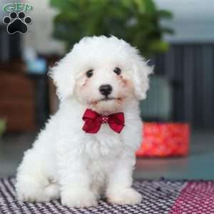 Nick, Bichon Frise Puppy